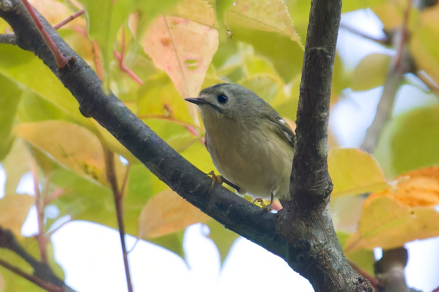 Canon EOS 60D + TAMRON SP 150-600mm F/5-6.3 Di VC USD (A011) and DxO PureRAW 3