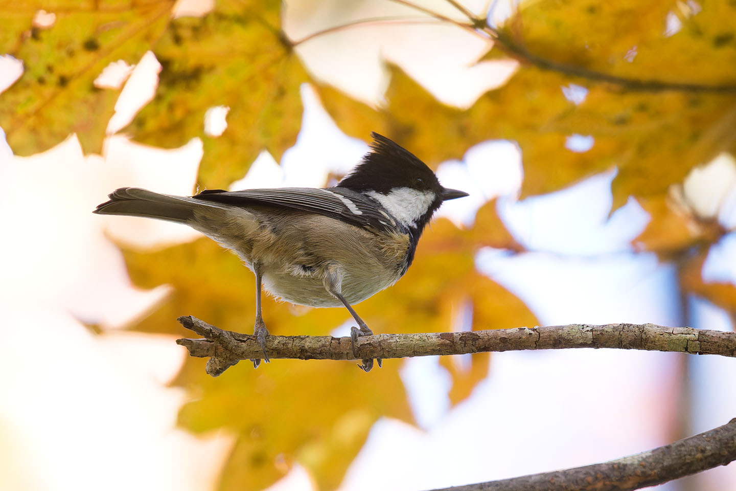 Canon EOS 60D + TAMRON SP 150-600mm F/5-6.3 Di VC USD (A011) and DxO PureRAW 3