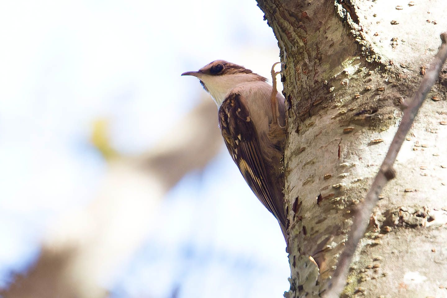 Canon EOS 60D + TAMRON SP 150-600mm F/5-6.3 Di VC USD (A011) and DxO PureRAW 3