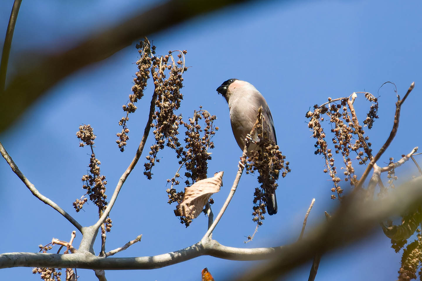 Canon EOS 60D + TAMRON SP 150-600mm F/5-6.3 Di VC USD (A011) and DxO PureRAW 3