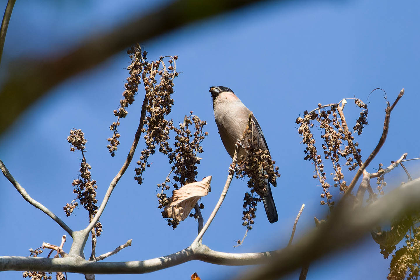 Canon EOS 60D + TAMRON SP 150-600mm F/5-6.3 Di VC USD (A011) and DxO PureRAW 3