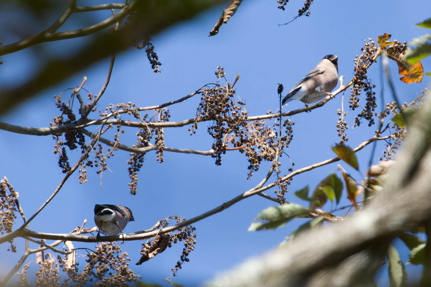 Canon EOS 60D + TAMRON SP 150-600mm F/5-6.3 Di VC USD (A011) and DxO PureRAW 3