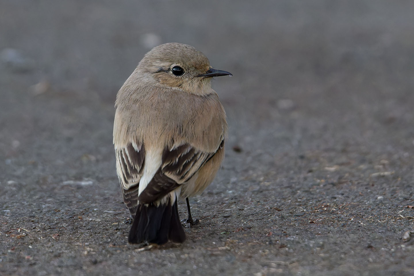 Canon EOS 60D + TAMRON SP 150-600mm F/5-6.3 Di VC USD (A011) and DxO PureRAW 3