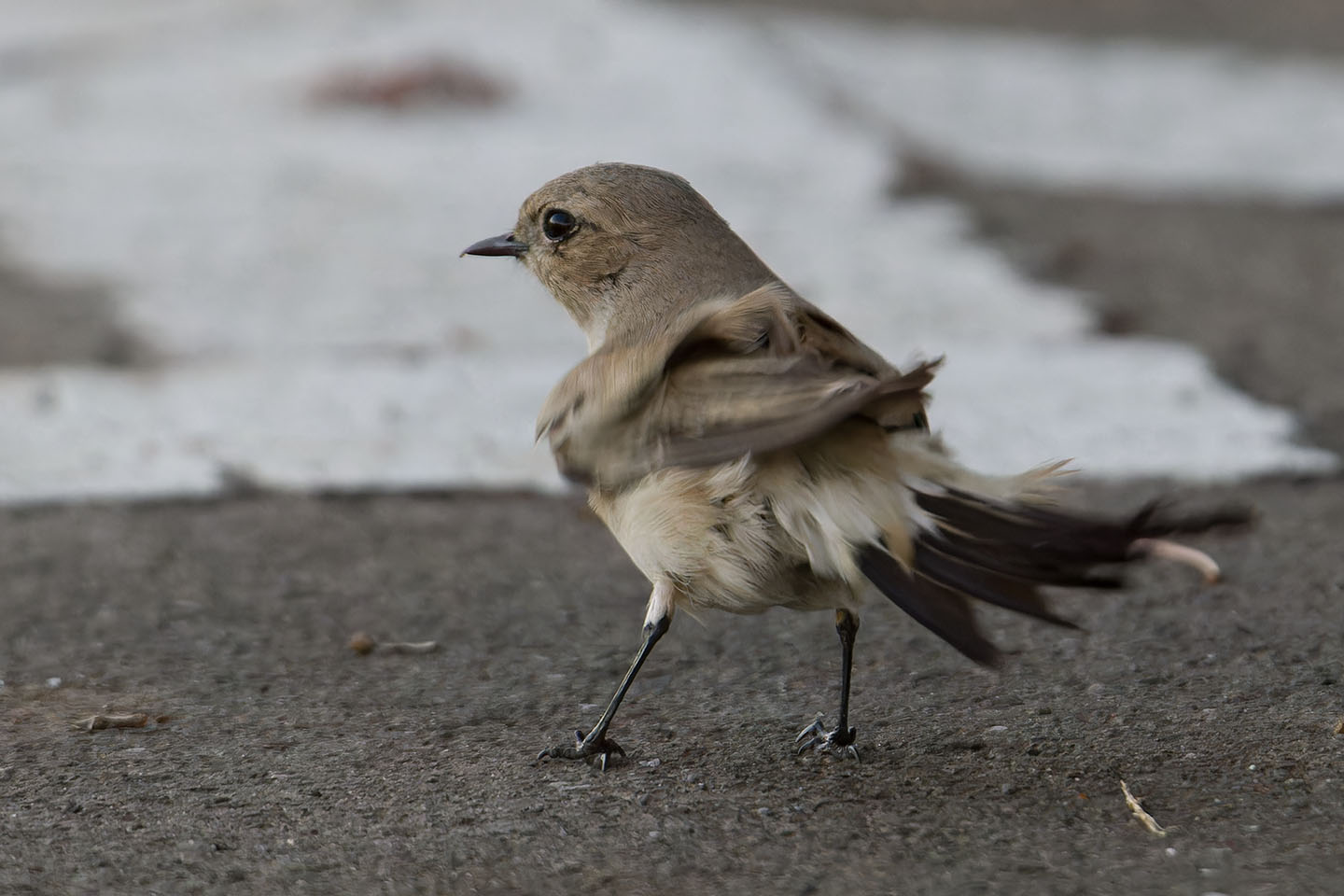 Canon EOS 60D + TAMRON SP 150-600mm F/5-6.3 Di VC USD (A011) and DxO PureRAW 3