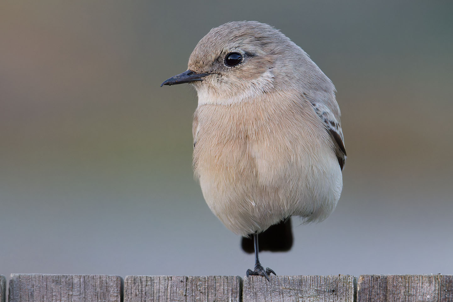 Canon EOS 60D + TAMRON SP 150-600mm F/5-6.3 Di VC USD (A011) and DxO PureRAW 3