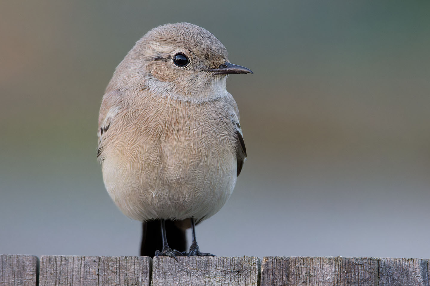 Canon EOS 60D + TAMRON SP 150-600mm F/5-6.3 Di VC USD (A011) and DxO PureRAW 3