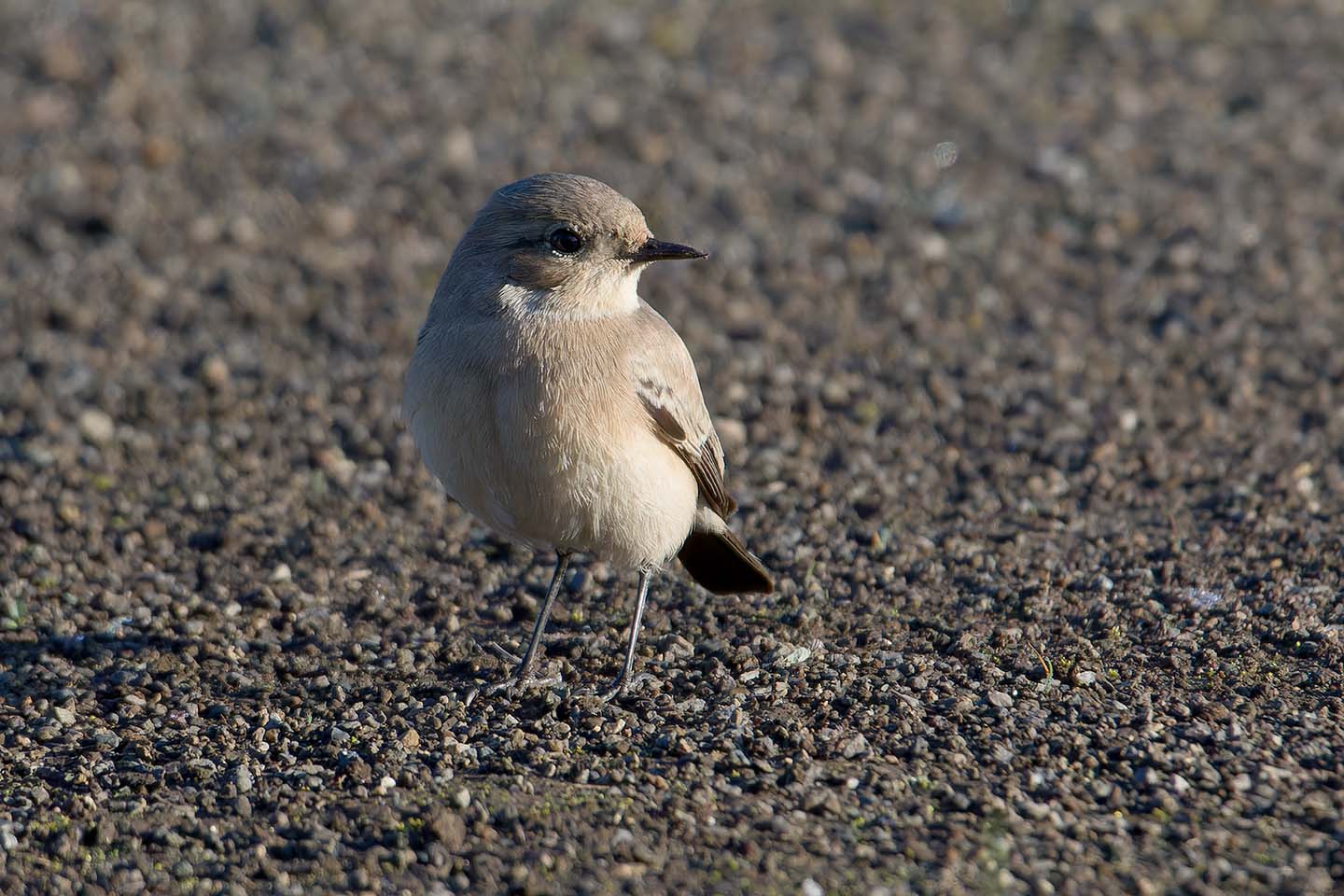 Canon EOS 60D + TAMRON SP 150-600mm F/5-6.3 Di VC USD (A011) and DxO PureRAW 3