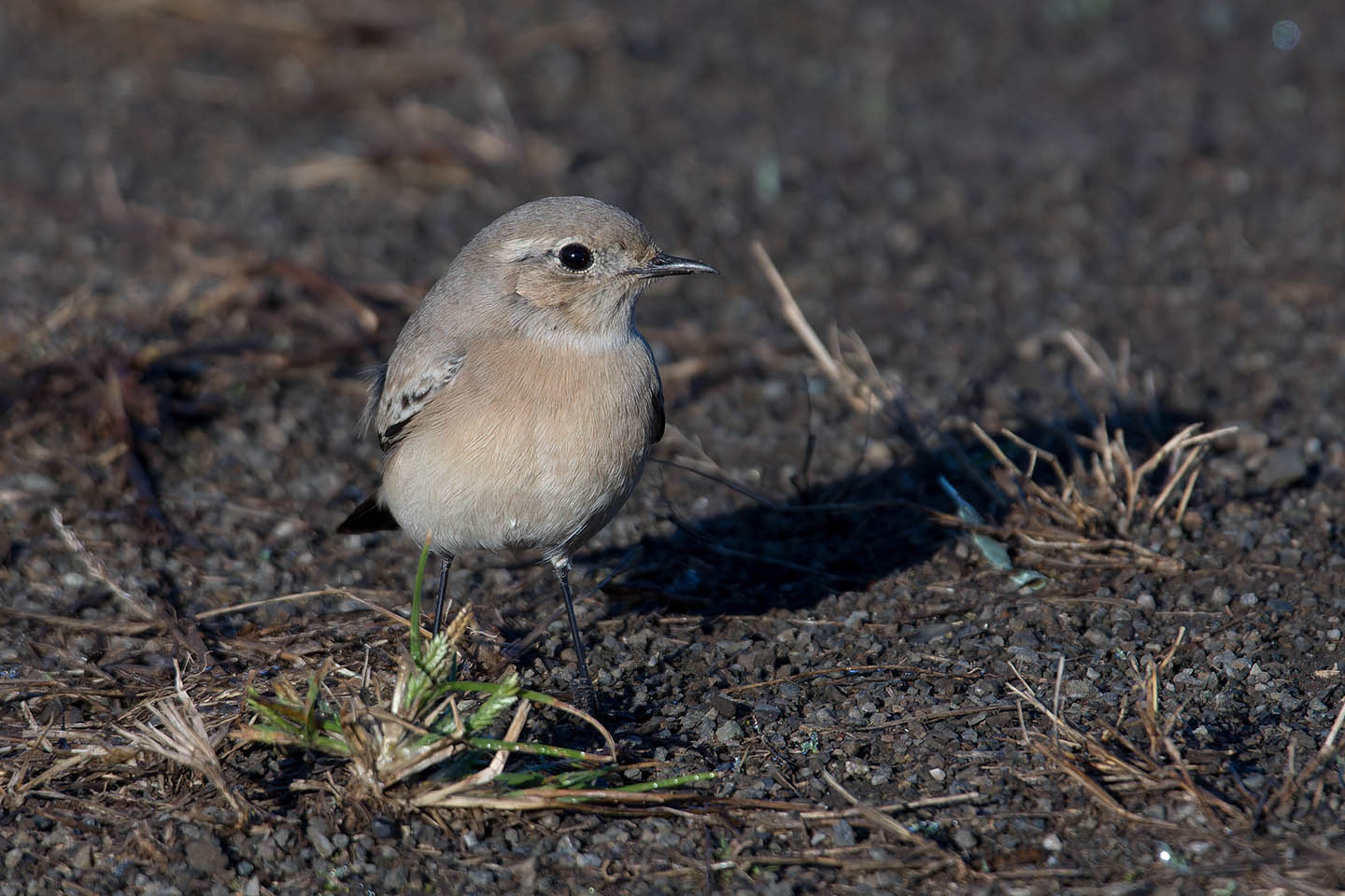 Canon EOS 60D + TAMRON SP 150-600mm F/5-6.3 Di VC USD (A011) and DxO PureRAW 3