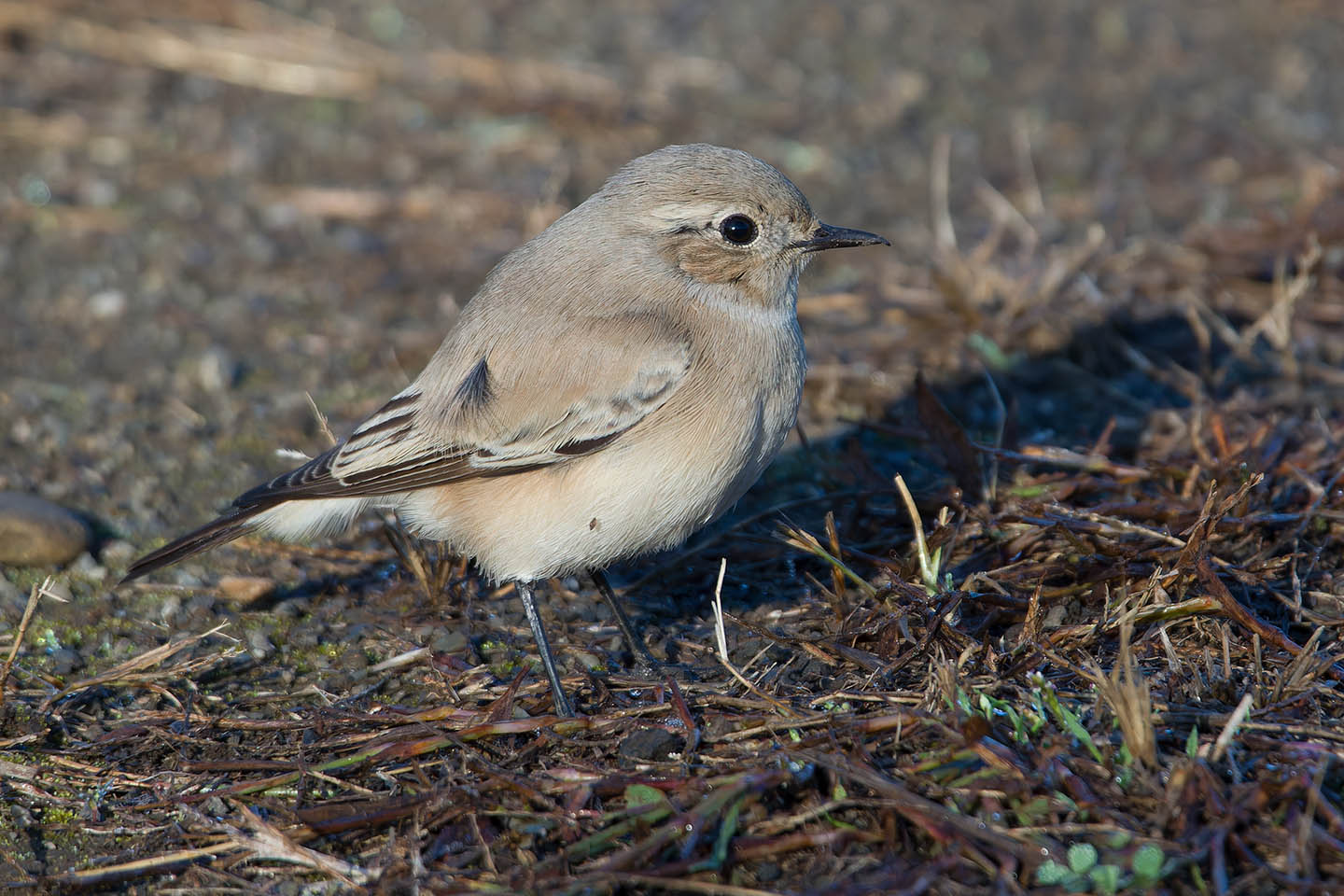 Canon EOS 60D + TAMRON SP 150-600mm F/5-6.3 Di VC USD (A011) and DxO PureRAW 3