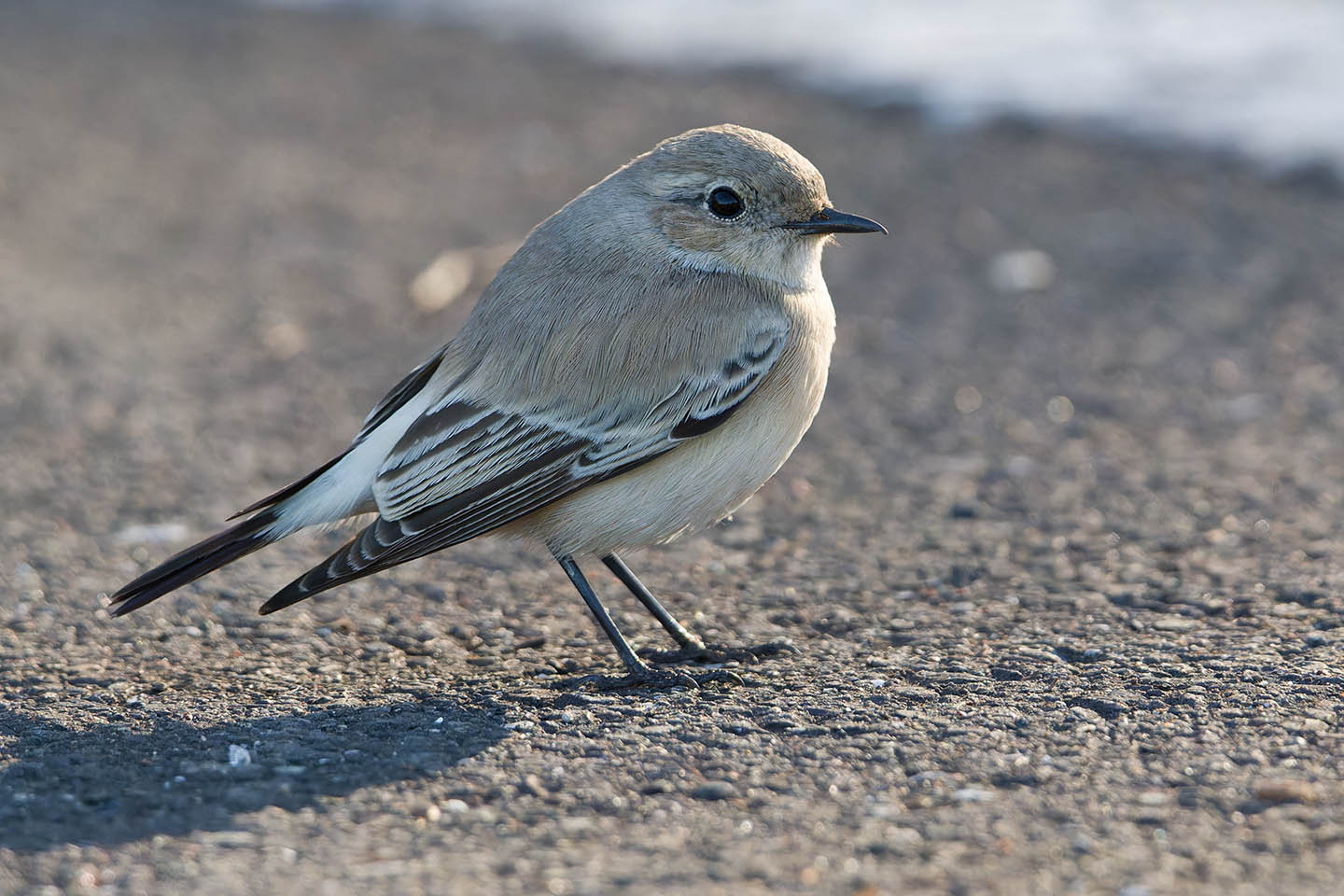 Canon EOS 60D + TAMRON SP 150-600mm F/5-6.3 Di VC USD (A011) and DxO PureRAW 3