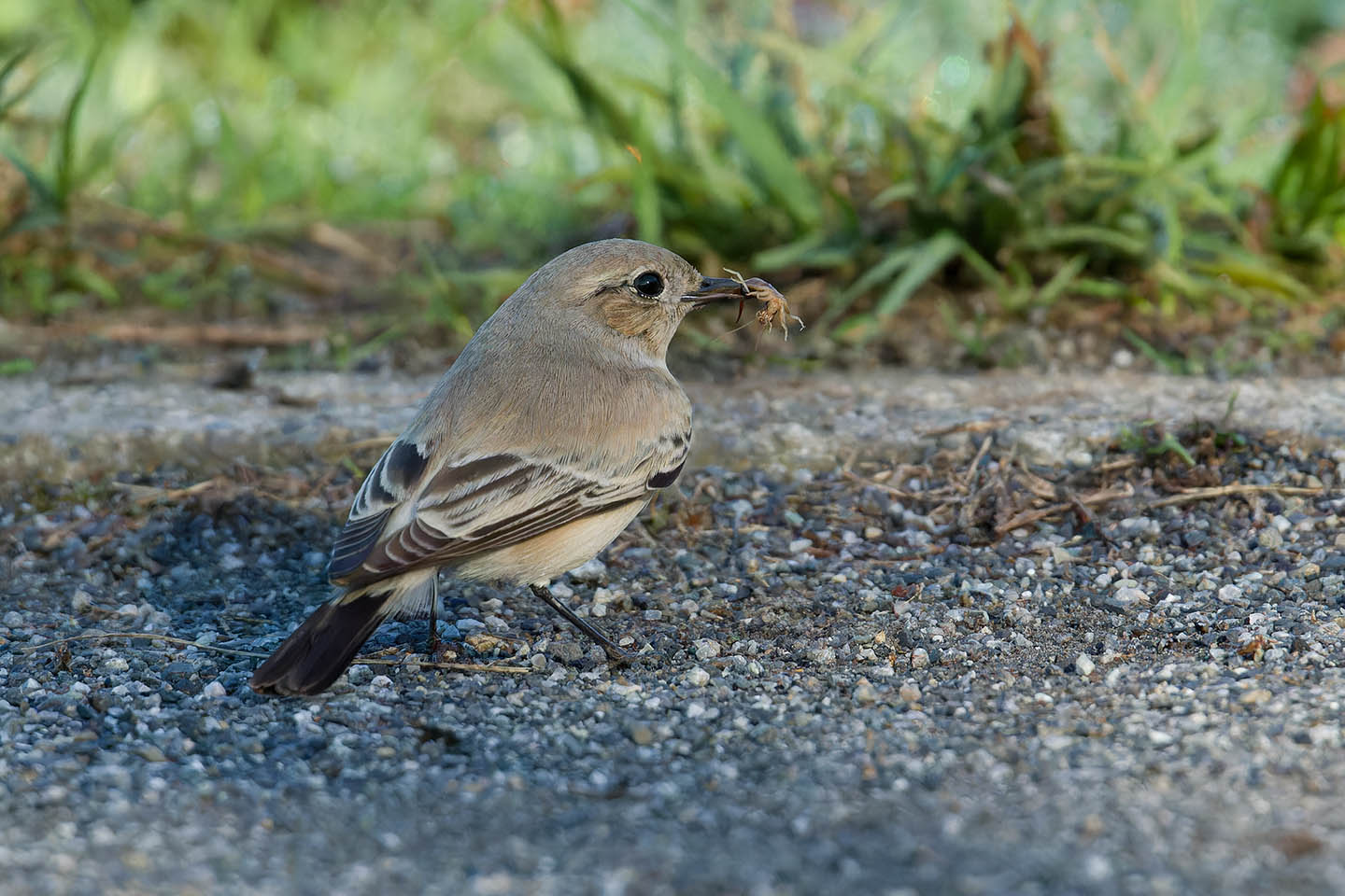 Canon EOS 60D + TAMRON SP 150-600mm F/5-6.3 Di VC USD (A011) and DxO PureRAW 3