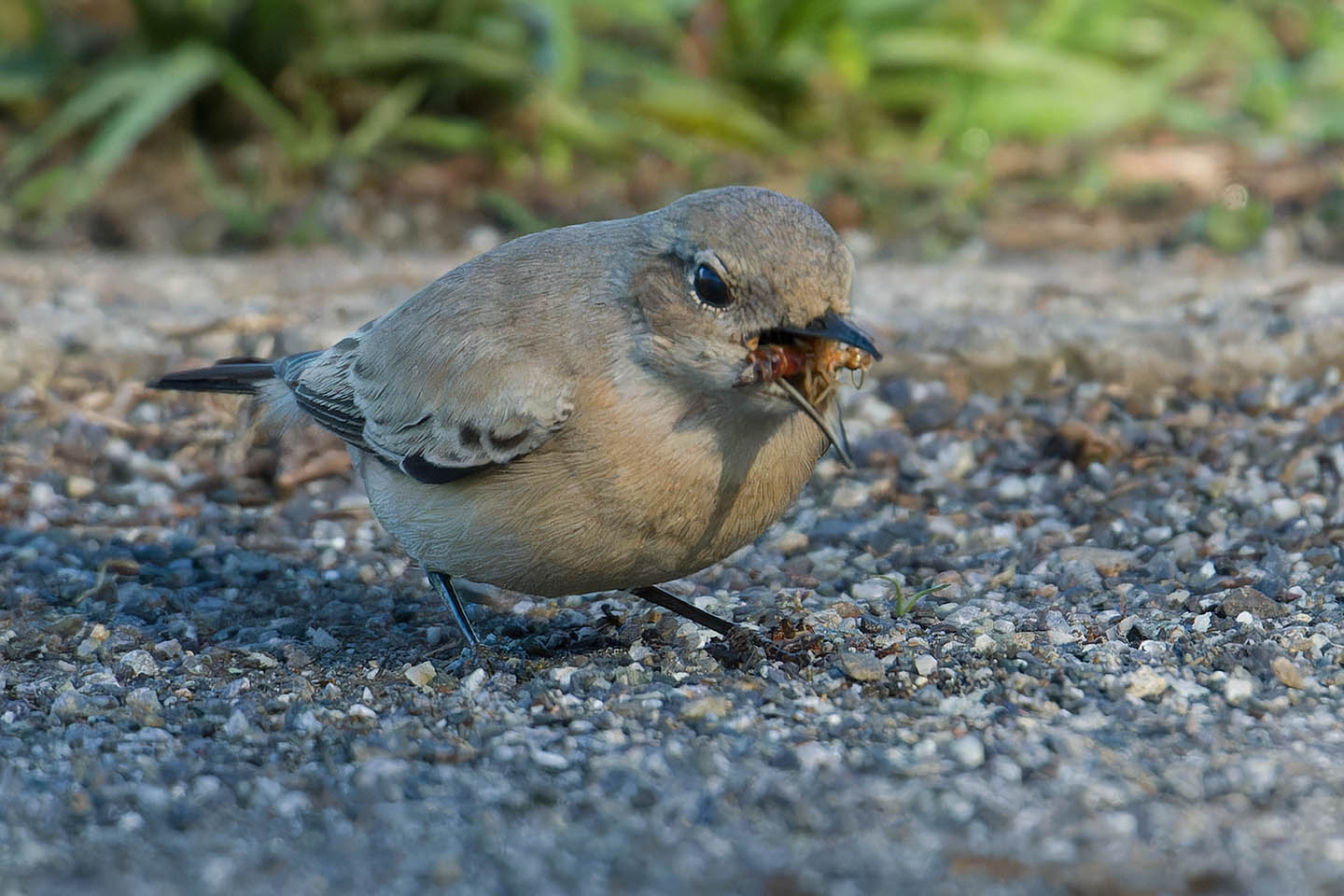 Canon EOS 60D + TAMRON SP 150-600mm F/5-6.3 Di VC USD (A011) and DxO PureRAW 3