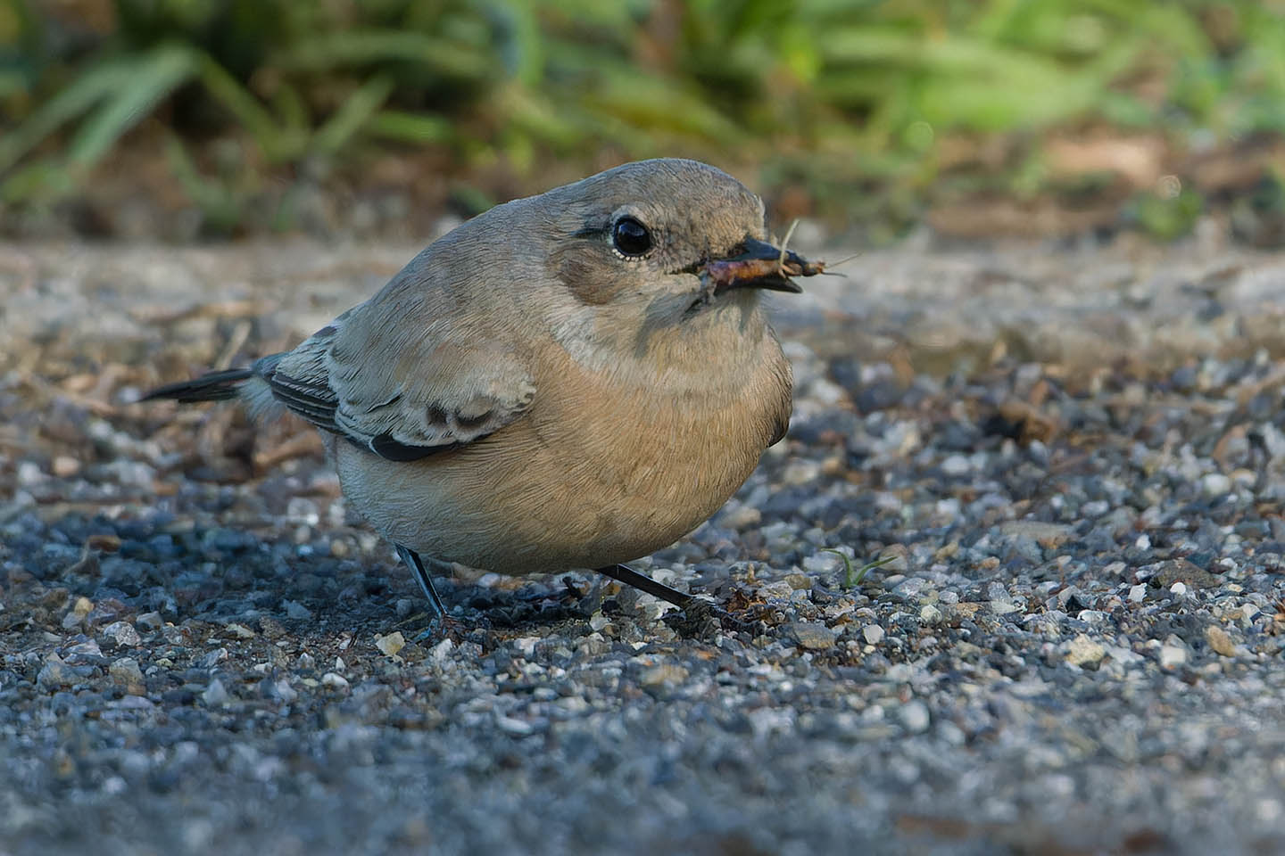 Canon EOS 60D + TAMRON SP 150-600mm F/5-6.3 Di VC USD (A011) and DxO PureRAW 3