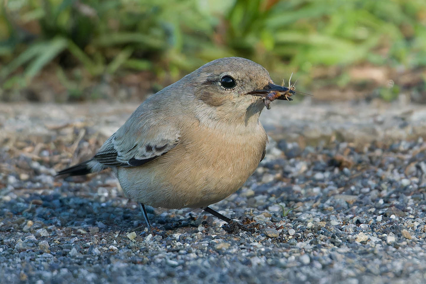 Canon EOS 60D + TAMRON SP 150-600mm F/5-6.3 Di VC USD (A011) and DxO PureRAW 3