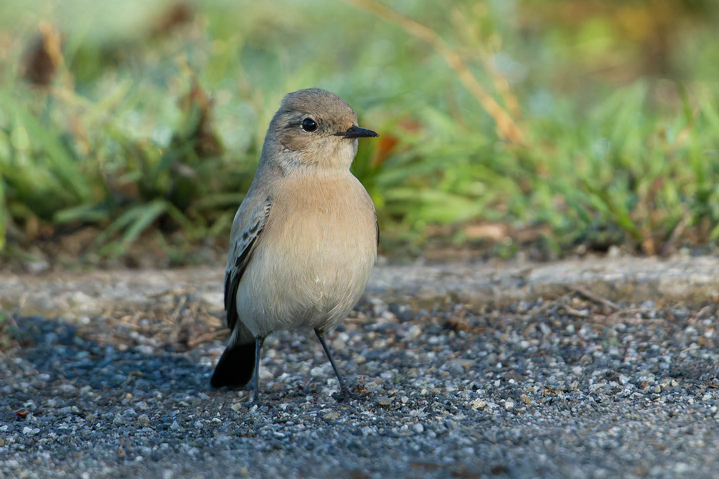 Canon EOS 60D + TAMRON SP 150-600mm F/5-6.3 Di VC USD (A011) and DxO PureRAW 3