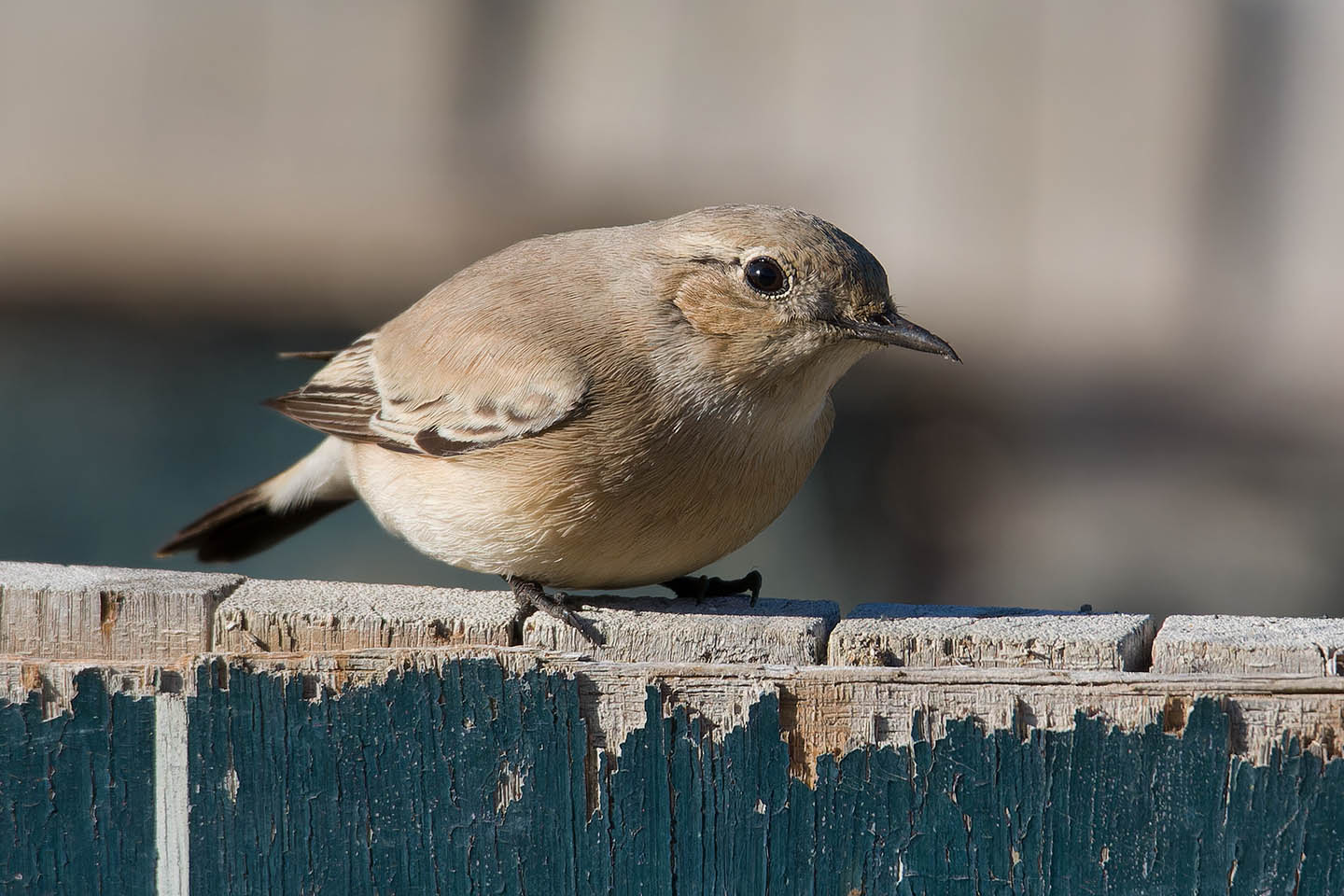 Canon EOS 60D + TAMRON SP 150-600mm F/5-6.3 Di VC USD (A011) and DxO PureRAW 3