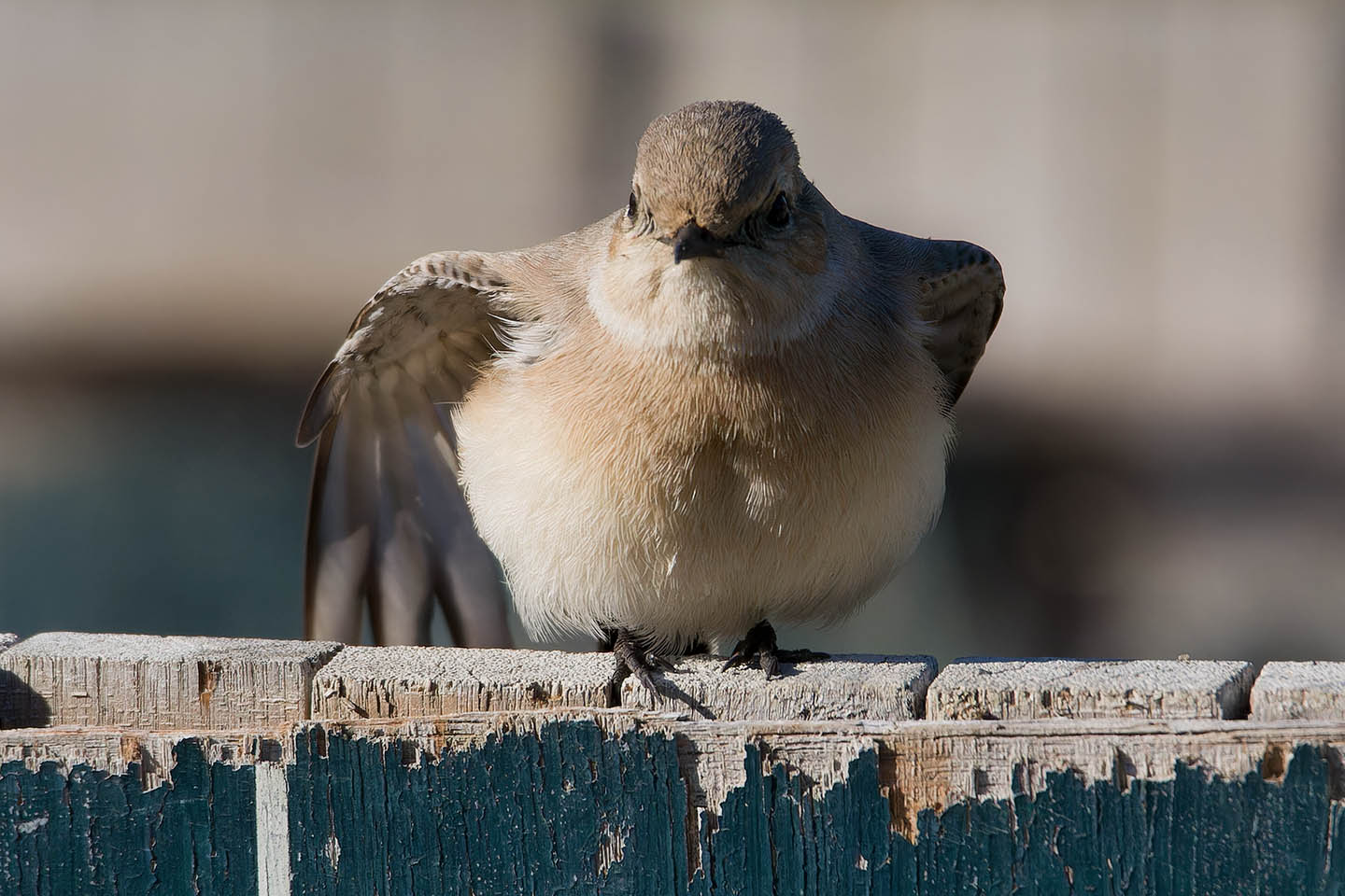 Canon EOS 60D + TAMRON SP 150-600mm F/5-6.3 Di VC USD (A011) and DxO PureRAW 3