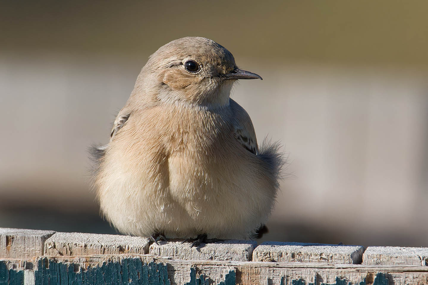 Canon EOS 60D + TAMRON SP 150-600mm F/5-6.3 Di VC USD (A011) and DxO PureRAW 3