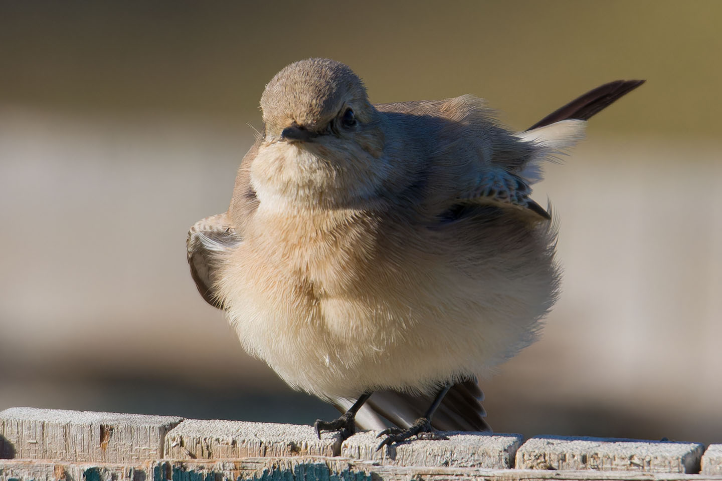 Canon EOS 60D + TAMRON SP 150-600mm F/5-6.3 Di VC USD (A011) and DxO PureRAW 3