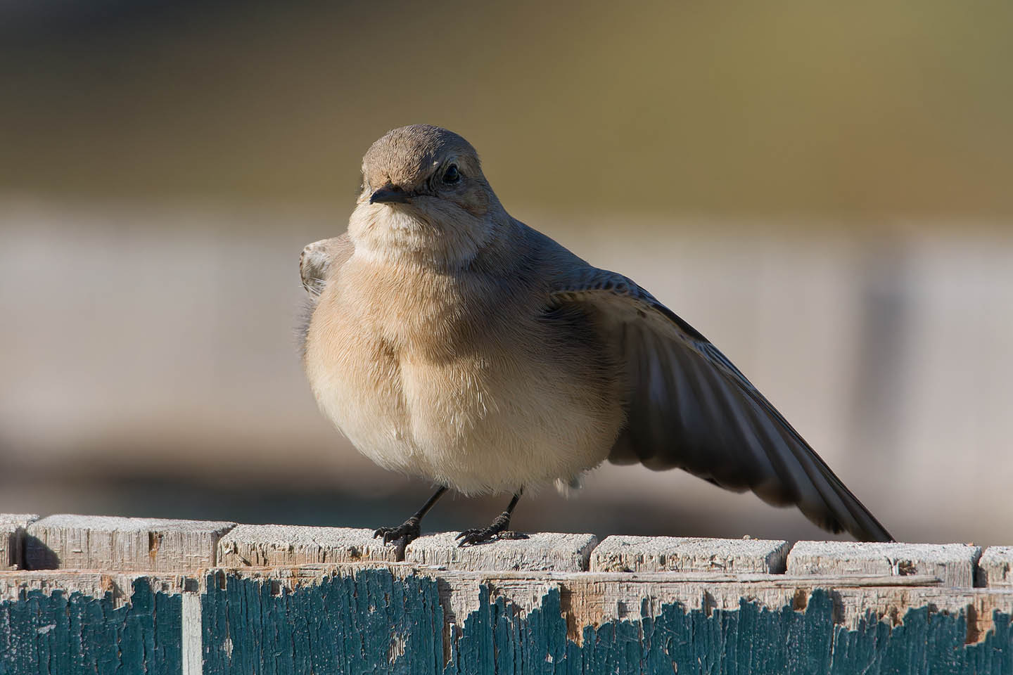 Canon EOS 60D + TAMRON SP 150-600mm F/5-6.3 Di VC USD (A011) and DxO PureRAW 3