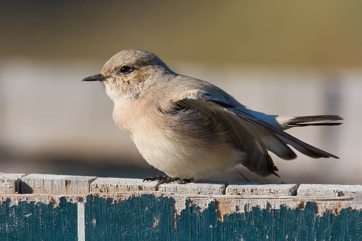 Canon EOS 60D + TAMRON SP 150-600mm F/5-6.3 Di VC USD (A011) and DxO PureRAW 3