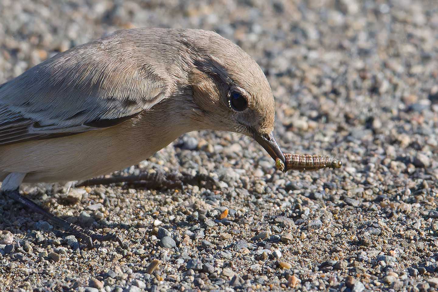 Canon EOS 60D + TAMRON SP 150-600mm F/5-6.3 Di VC USD (A011) and DxO PureRAW 3