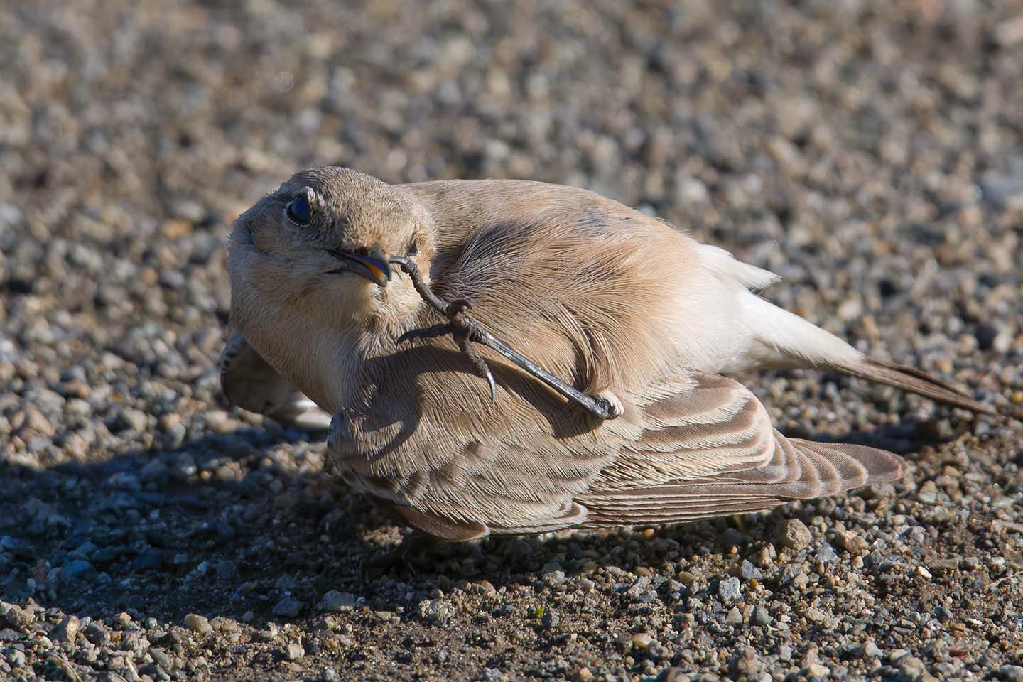 Canon EOS 60D + TAMRON SP 150-600mm F/5-6.3 Di VC USD (A011) and DxO PureRAW 3