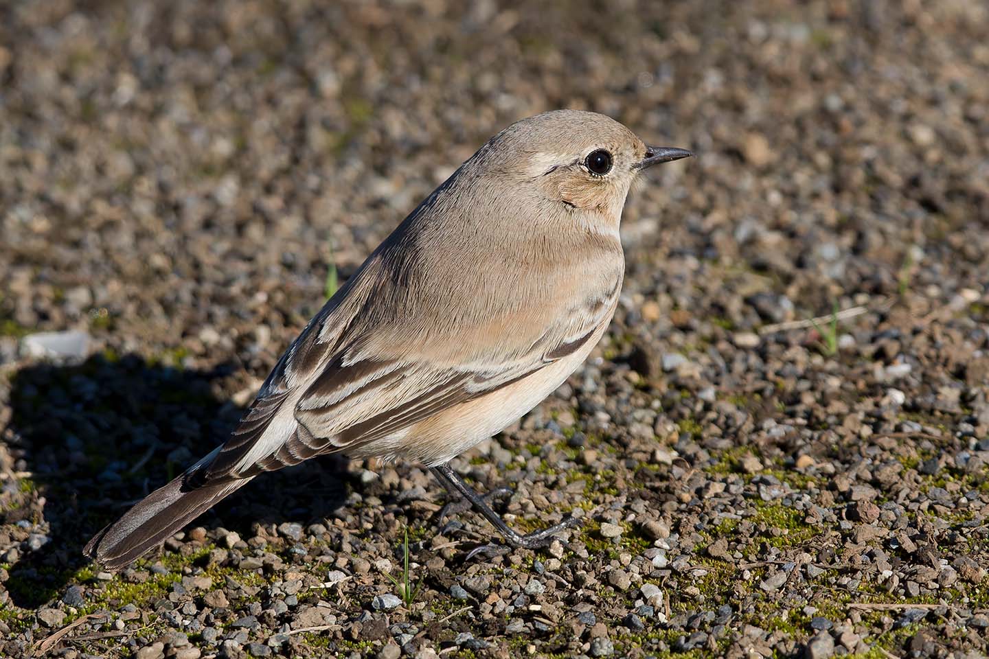 Canon EOS 60D + TAMRON SP 150-600mm F/5-6.3 Di VC USD (A011) and DxO PureRAW 3