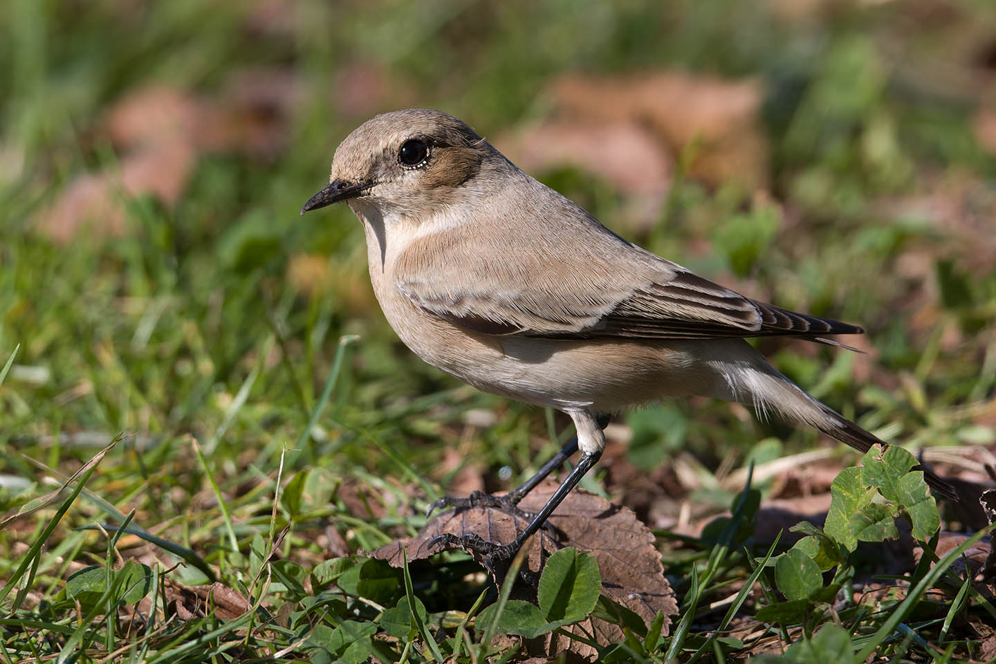 Canon EOS 60D + TAMRON SP 150-600mm F/5-6.3 Di VC USD (A011) and DxO PureRAW 3