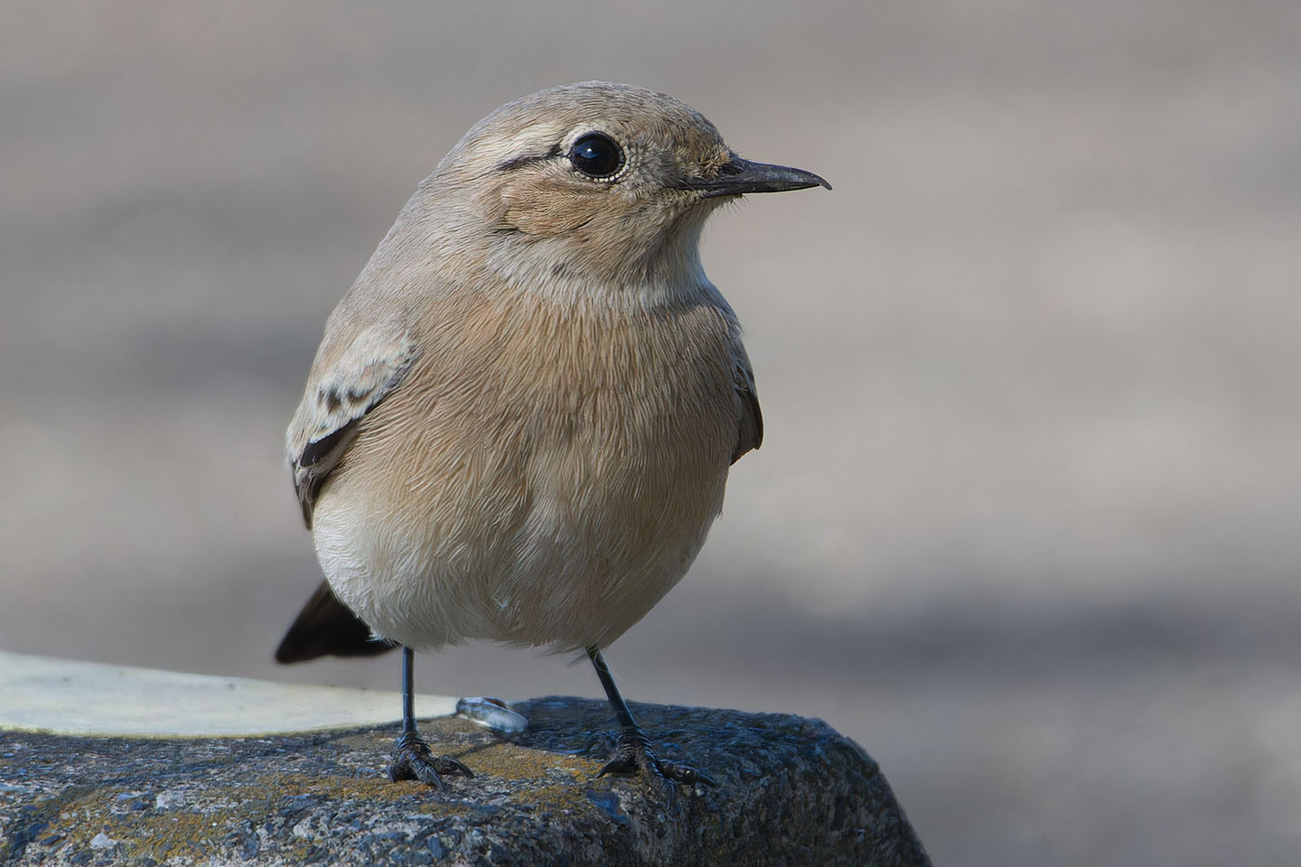 Canon EOS 60D + TAMRON SP 150-600mm F/5-6.3 Di VC USD (A011) and DxO PureRAW 3