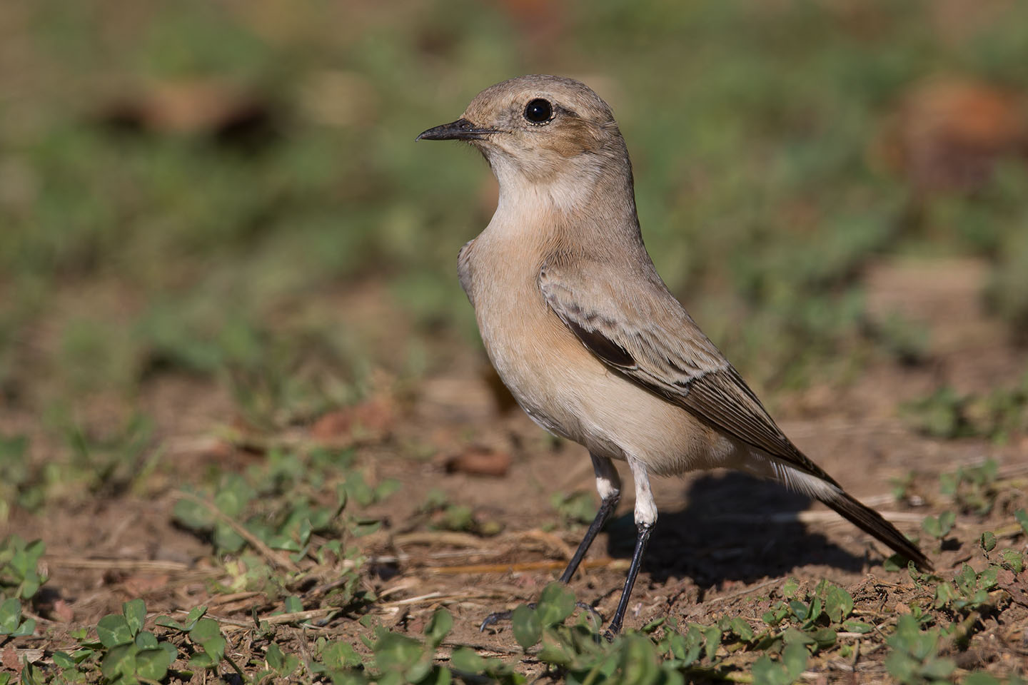 Canon EOS 60D + TAMRON SP 150-600mm F/5-6.3 Di VC USD (A011) and DxO PureRAW 3