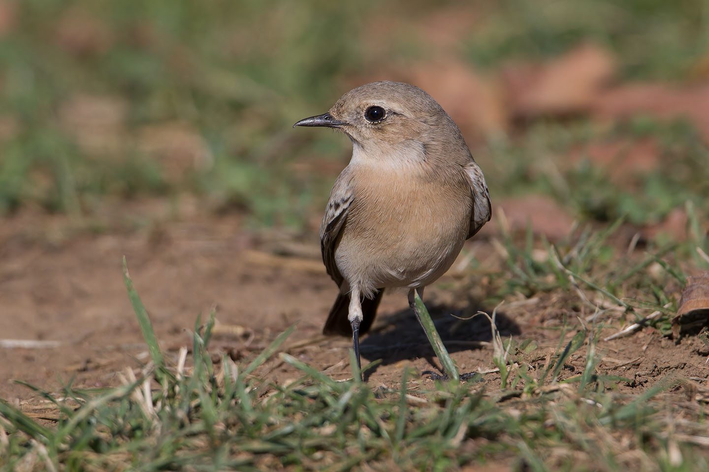 Canon EOS 60D + TAMRON SP 150-600mm F/5-6.3 Di VC USD (A011) and DxO PureRAW 3