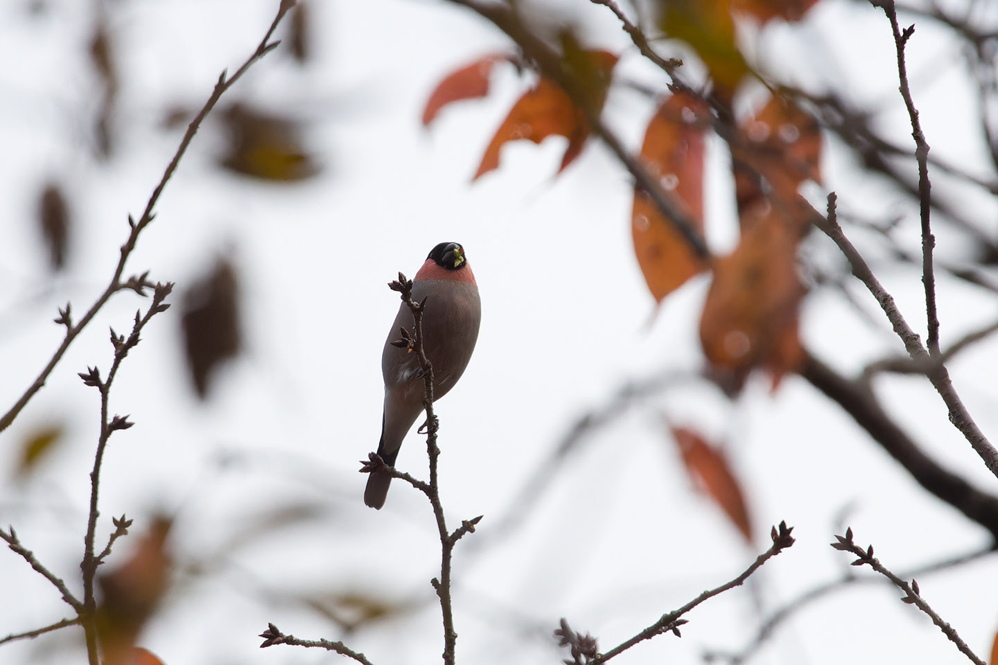 Canon EOS 60D + TAMRON SP 150-600mm F/5-6.3 Di VC USD (A011) and DxO PureRAW 3