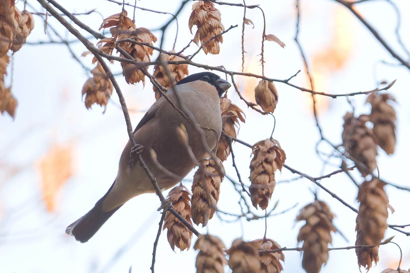 Canon EOS 60D + TAMRON SP 150-600mm F/5-6.3 Di VC USD (A011) and DxO PureRAW 3