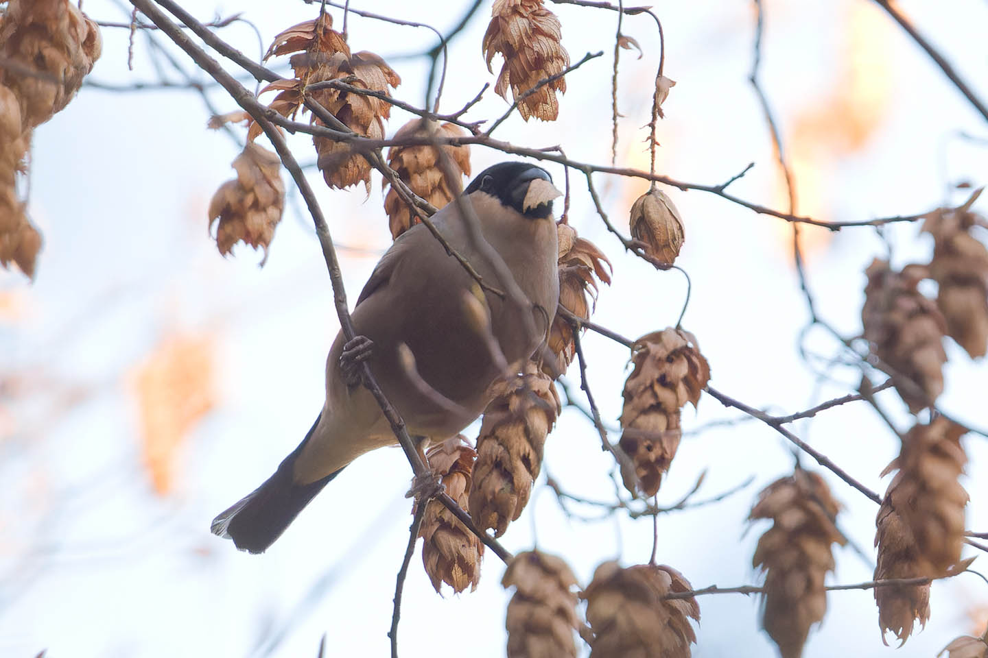 Canon EOS 60D + TAMRON SP 150-600mm F/5-6.3 Di VC USD (A011) and DxO PureRAW 3