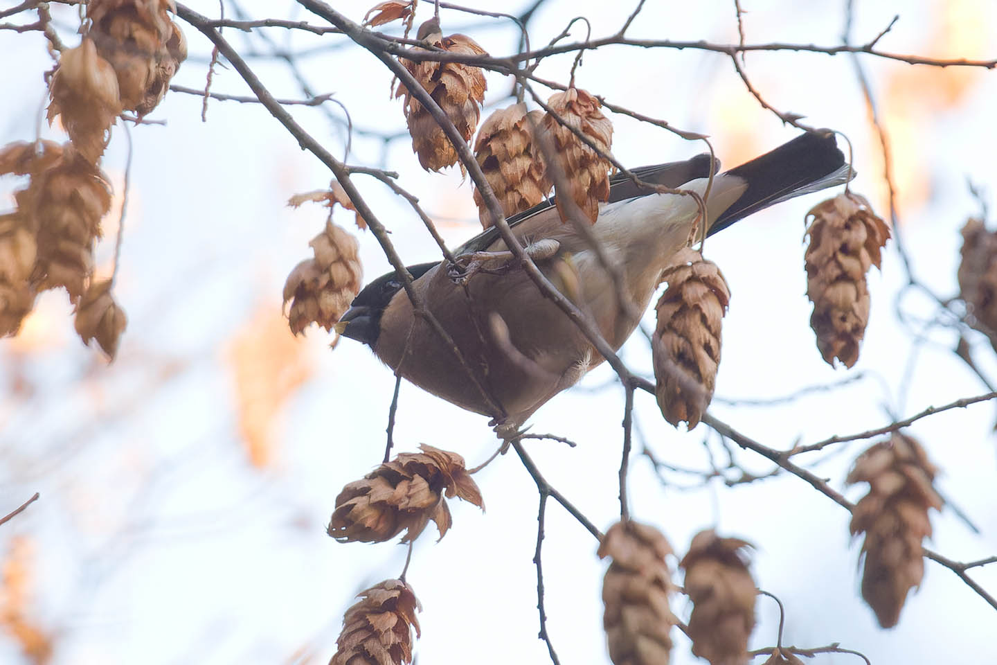 Canon EOS 60D + TAMRON SP 150-600mm F/5-6.3 Di VC USD (A011) and DxO PureRAW 3