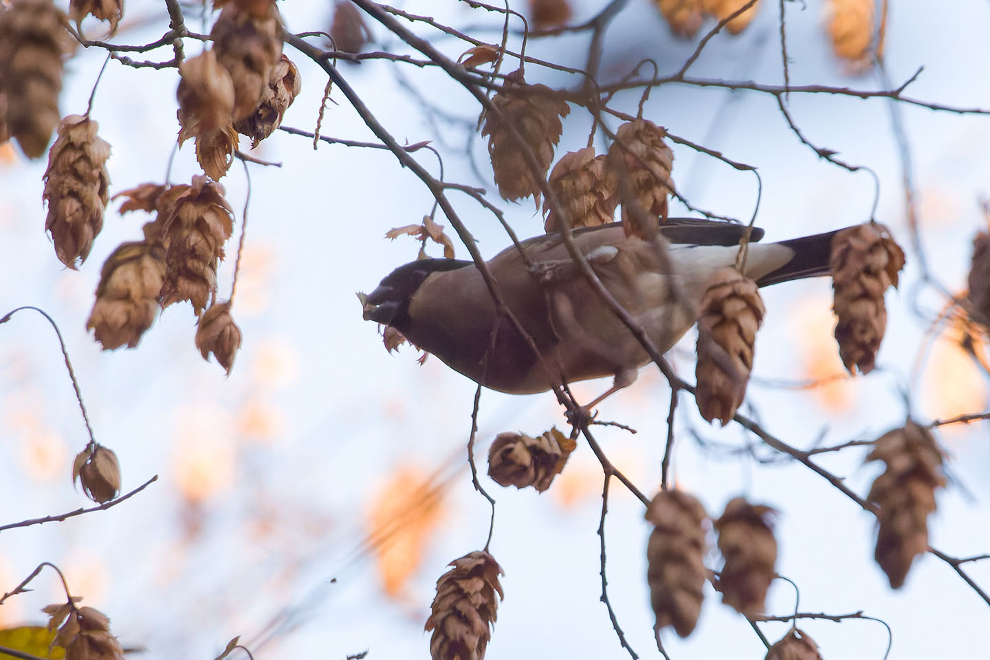 Canon EOS 60D + TAMRON SP 150-600mm F/5-6.3 Di VC USD (A011) and DxO PureRAW 3