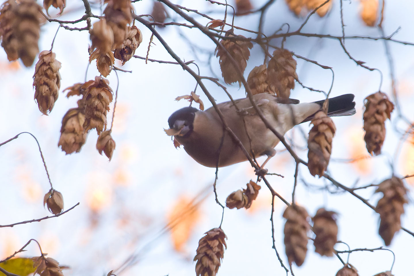 Canon EOS 60D + TAMRON SP 150-600mm F/5-6.3 Di VC USD (A011) and DxO PureRAW 3