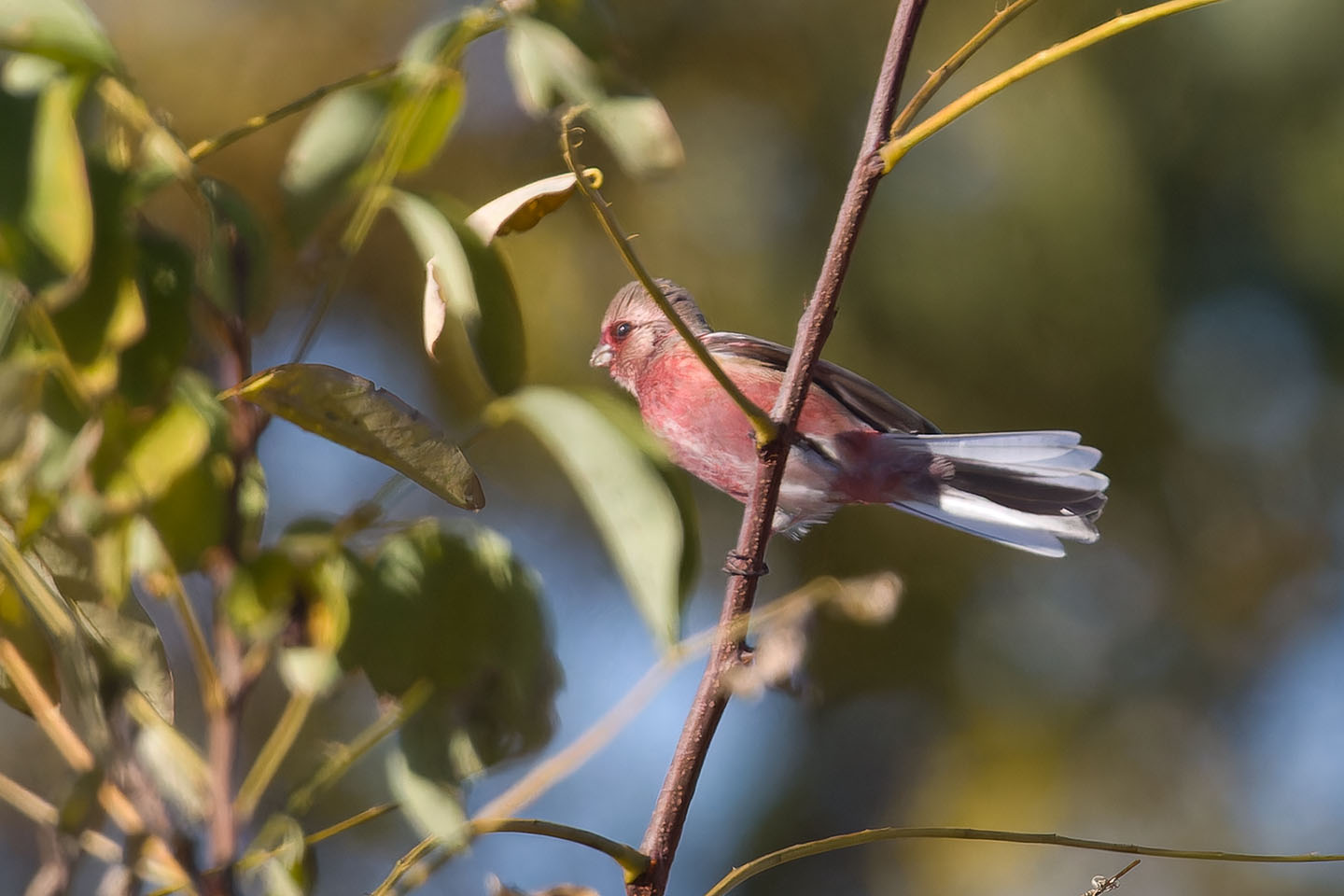 Canon EOS 60D + TAMRON SP 150-600mm F/5-6.3 Di VC USD (A011) and DxO PureRAW 3