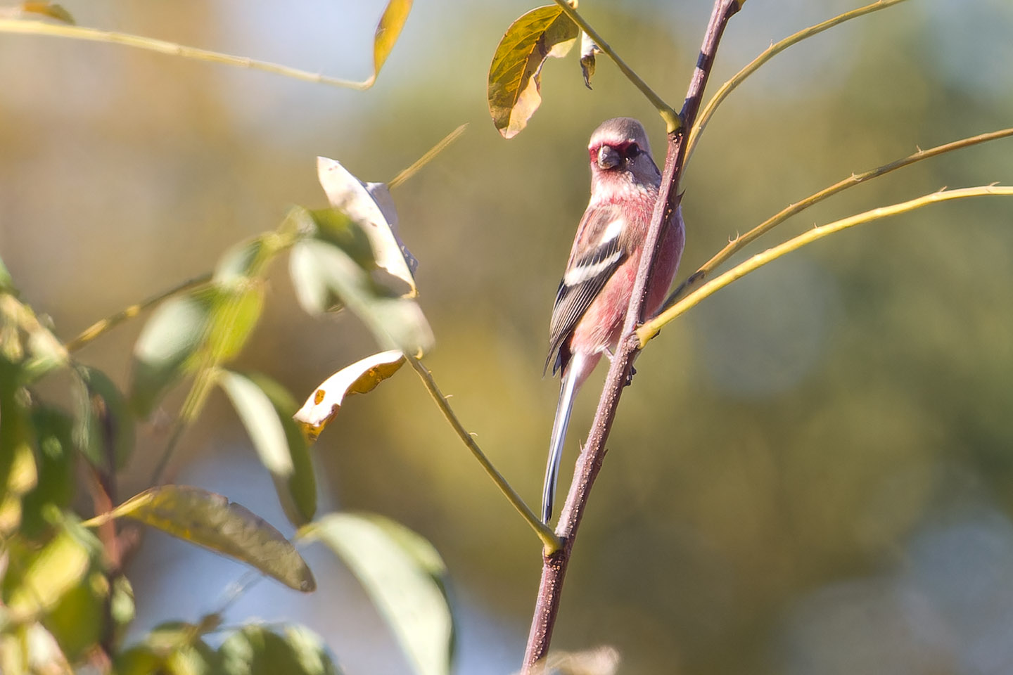 Canon EOS 60D + TAMRON SP 150-600mm F/5-6.3 Di VC USD (A011) and DxO PureRAW 3