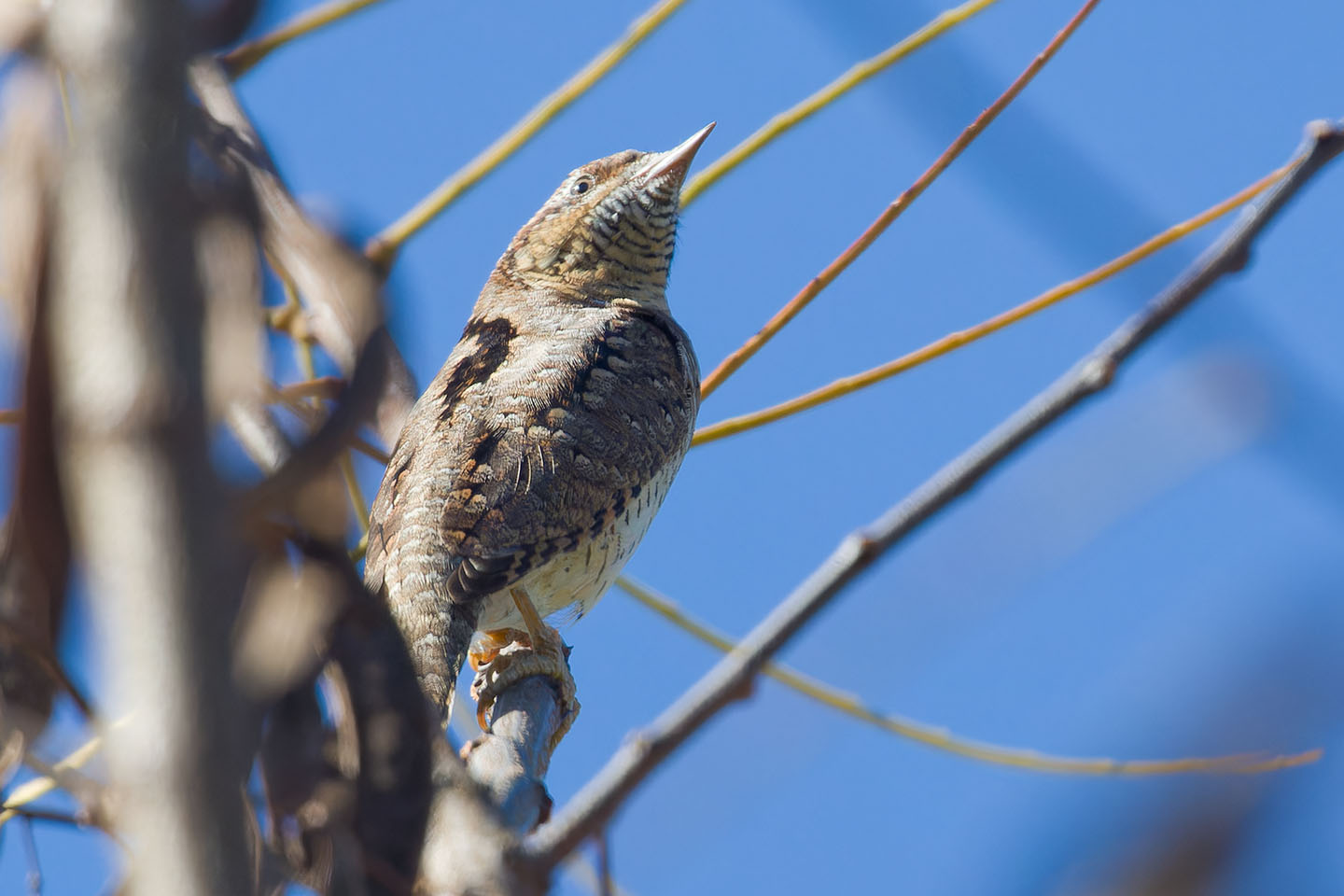 Canon EOS 60D + TAMRON SP 150-600mm F/5-6.3 Di VC USD (A011) and DxO PureRAW 3