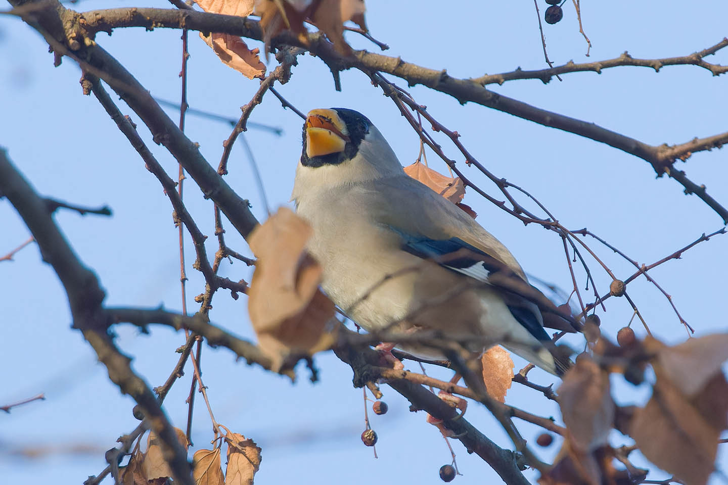 Canon EOS 60D + TAMRON SP 150-600mm F/5-6.3 Di VC USD (A011) and DxO PureRAW 3