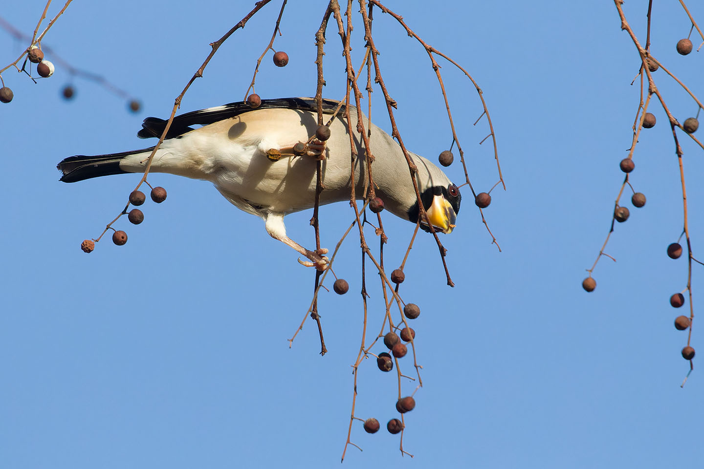 Canon EOS 60D + TAMRON SP 150-600mm F/5-6.3 Di VC USD (A011) and DxO PureRAW 3