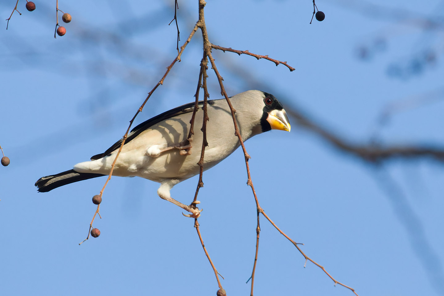 Canon EOS 60D + TAMRON SP 150-600mm F/5-6.3 Di VC USD (A011) and DxO PureRAW 3