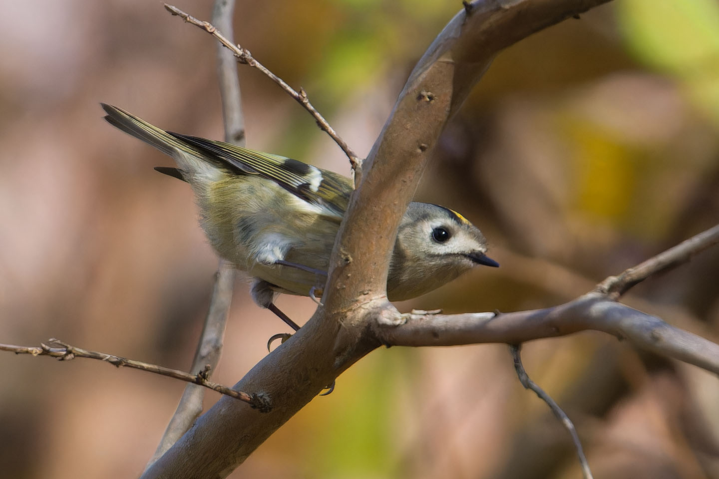 Canon EOS 60D + TAMRON SP 150-600mm F/5-6.3 Di VC USD (A011) and DxO PureRAW 3