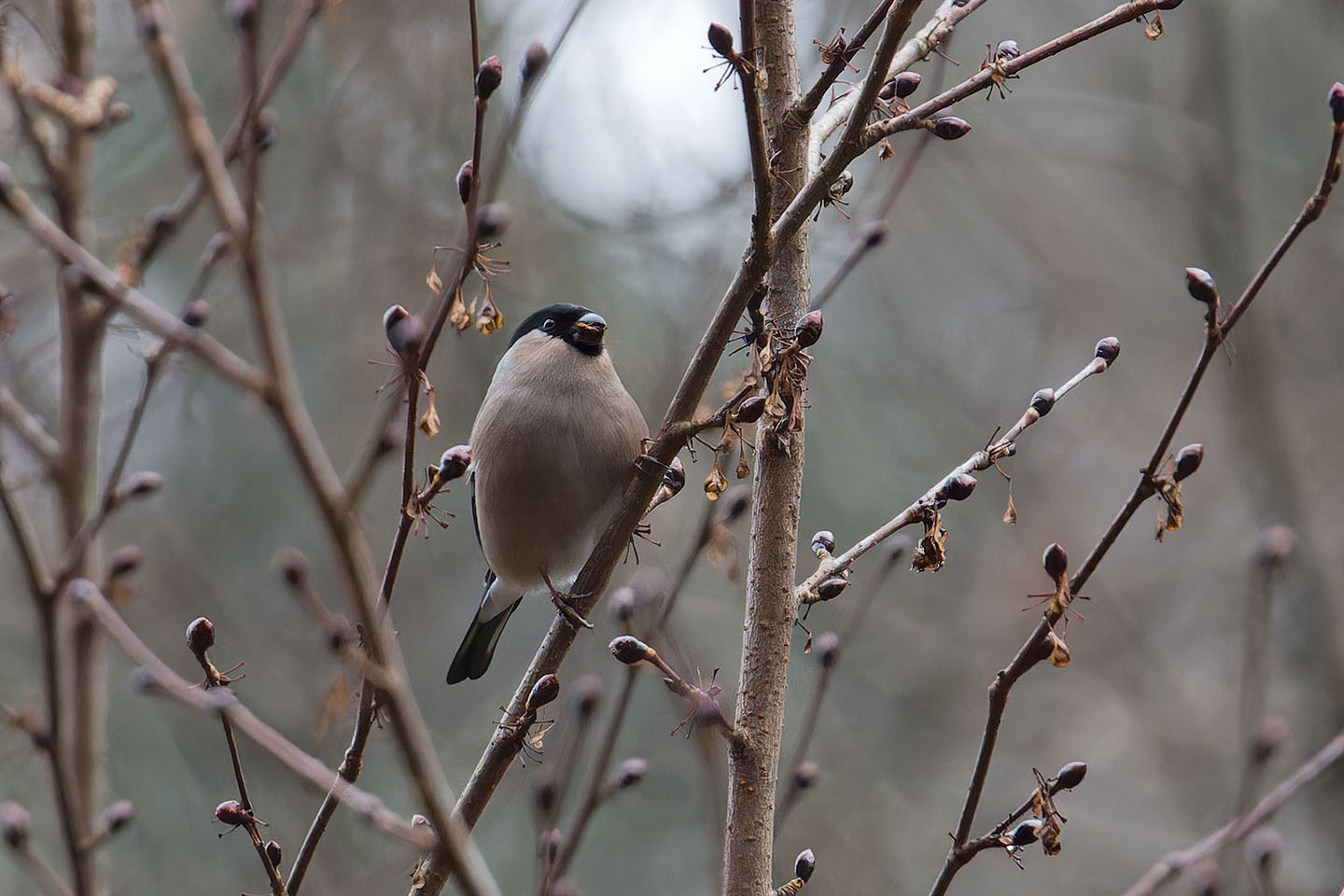 Canon EOS 60D + TAMRON SP 150-600mm F/5-6.3 Di VC USD (A011) and DxO PureRAW 3