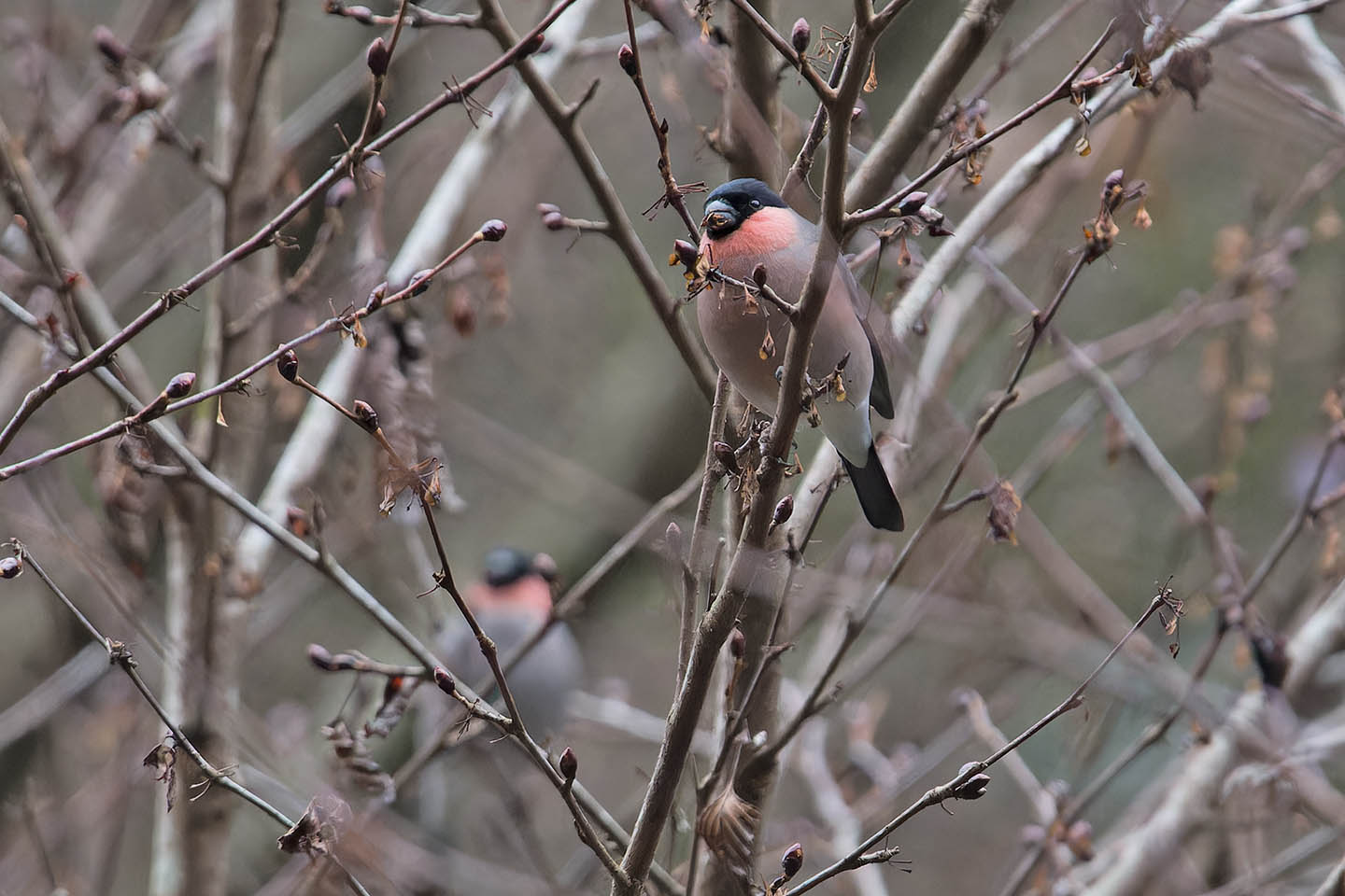 Canon EOS 60D + TAMRON SP 150-600mm F/5-6.3 Di VC USD (A011) and DxO PureRAW 3