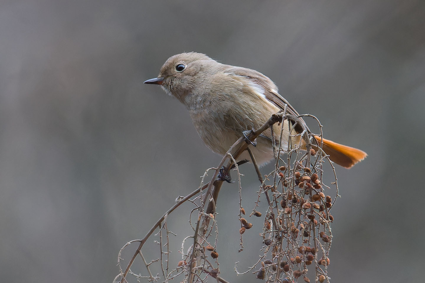 Canon EOS 60D + TAMRON SP 150-600mm F/5-6.3 Di VC USD (A011) and DxO PureRAW 3