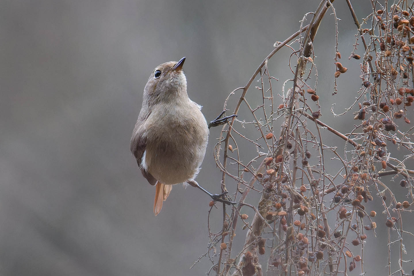 Canon EOS 60D + TAMRON SP 150-600mm F/5-6.3 Di VC USD (A011) and DxO PureRAW 3