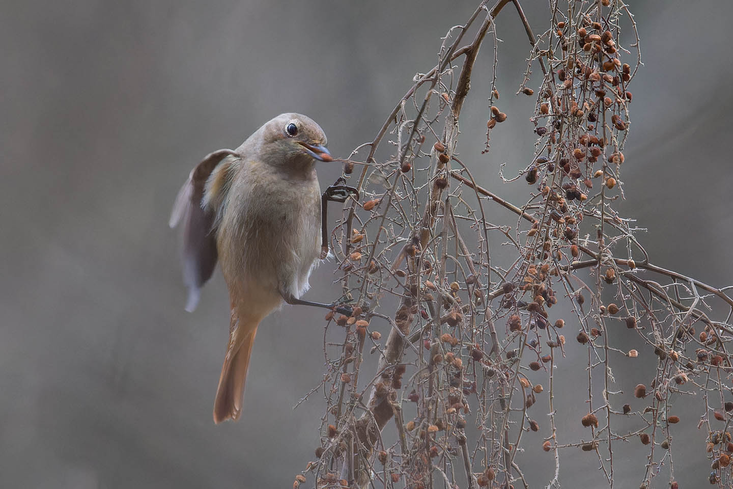 Canon EOS 60D + TAMRON SP 150-600mm F/5-6.3 Di VC USD (A011) and DxO PureRAW 3